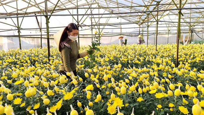 Giá nông sản hôm nay ngày 29/5: Giá tiêu tăng sốc đua với cà phê; ớt vừa mất mùa, mất giá Giá nông sản hôm nay ngày 29/5: Giá tiêu tăng sốc đua với cà phê; ớt vừa mất mùa, mất giá