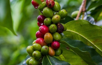 Giá cà phê tăng vọt 5,8%