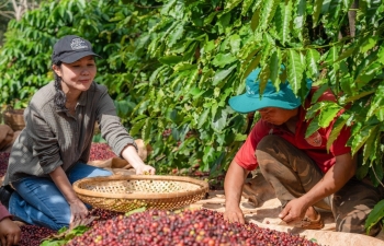 Giá cà phê mới nhất ngày 30/5/2024: Cà phê trong nước tăng 4.000 - 4.300 đồng/kg, cao nhất 121.200 đồng/kg