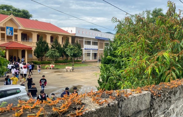 Lạng Sơn: Đang làm rõ nguyên nhân xuất hiện đàn châu chấu “tấn công” hoa màu