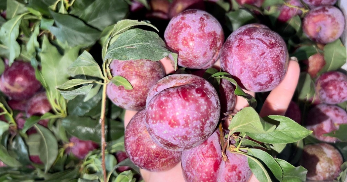 Giá nông sản hôm nay ngay 30/5: Giá nông sản hôm nay ngay 30/5: