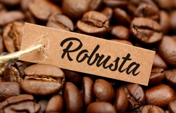 Giá cà phê Robusta đang trở lại đỉnh cao?