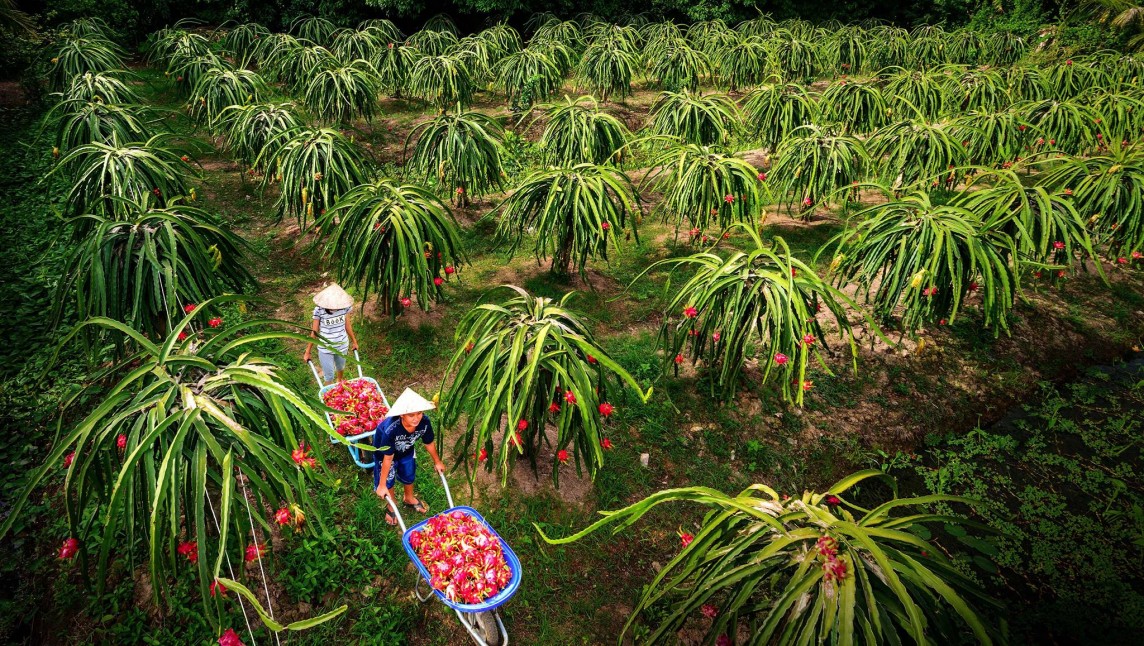 Nông sản, trái cây Việt đang chịu cạnh tranh gay gắt tại thị trường Canada Nông sản, trái cây Việt đang chịu cạnh tranh gay gắt tại thị trường Canada