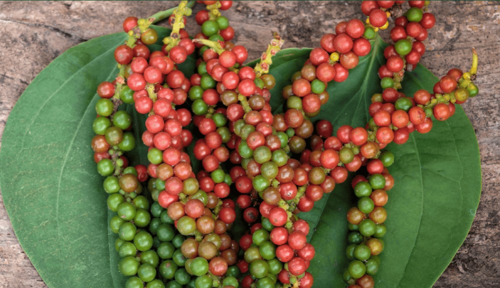 Dự báo giá tiêu ngày 3/6/2024: Liệu có vượt ngưỡng 134.000 đồng/kg?