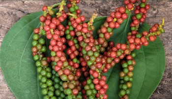 Dự báo giá tiêu ngày 3/6/2024: Sẽ vượt mốc 134.000 đồng/kg?