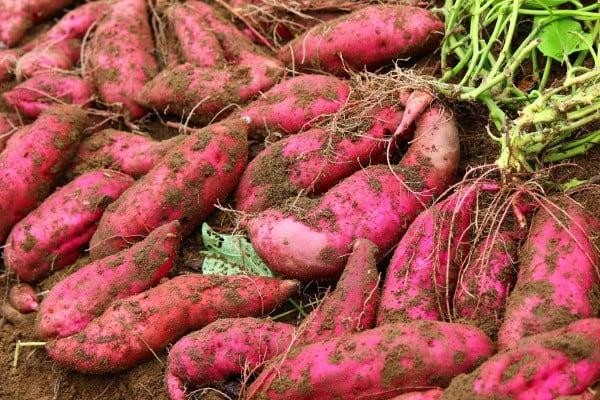 Giá nông sản hôm nay ngày 4/6: Giá tiêu trong nước biến động trái chiều; giá khoai lang tím tăng trở lại Giá nông sản hôm nay ngày 4/6: Giá tiêu trong nước biến động trái chiều; giá khoai lang tím tăng trở lại