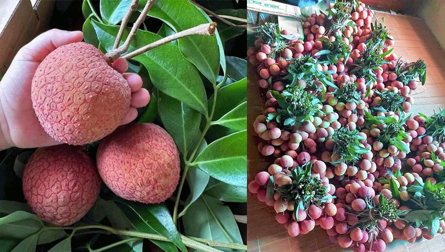 Giá nông sản hôm nay ngày 4/6: Giá tiêu trong nước biến động trái chiều; giá khoai lang tím tăng trở lại Giá nông sản hôm nay ngày 4/6: Giá tiêu trong nước biến động trái chiều; giá khoai lang tím tăng trở lại