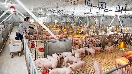 Giá heo hơi hôm nay ngày 5/6/2024: Ổn định trong khoảng 67.000 - 70.000 đồng/kg Giá heo hơi hôm nay ngày 5/6/2024: Ổn định trong khoảng 67.000 - 70.000 đồng/kg