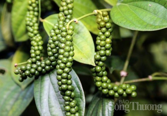 Giá tiêu hôm nay 6/6/2024: Giá tiêu hôm nay 6/6/2024: