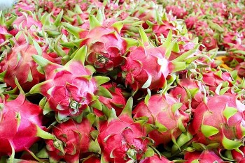 Trung Quốc là thị trường xuất khẩu chủ lực của thanh long Việt Nam
