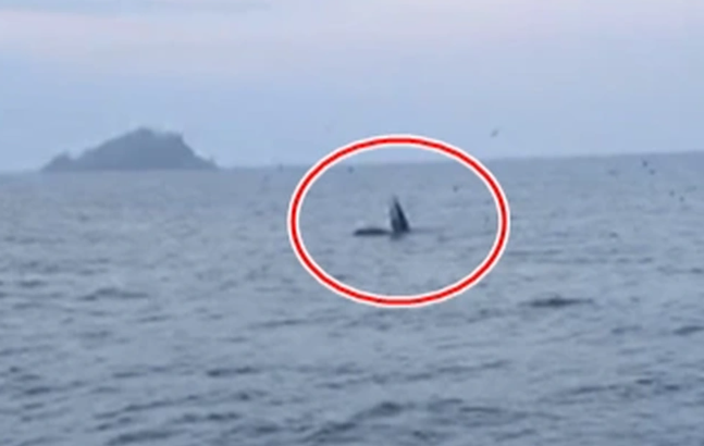 Cá voi “khổng lồ” dài 10m ngoi lên mặt nước săn mồi