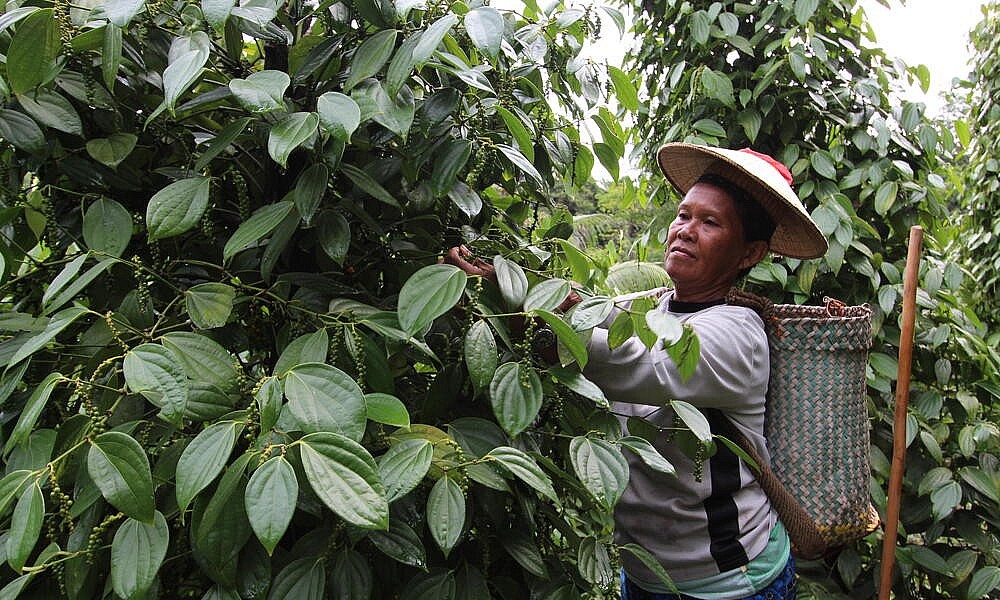 Sản lượng hồ tiêu toàn cầu trong năm 2024 dự kiến đạt khoảng 465.000 tấn, giảm 1,2% so với năm ngoái. worldwildlife Sản lượng hồ tiêu toàn cầu trong năm 2024 dự kiến đạt khoảng 465.000 tấn, giảm 1,2% so với năm ngoái. worldwildlife