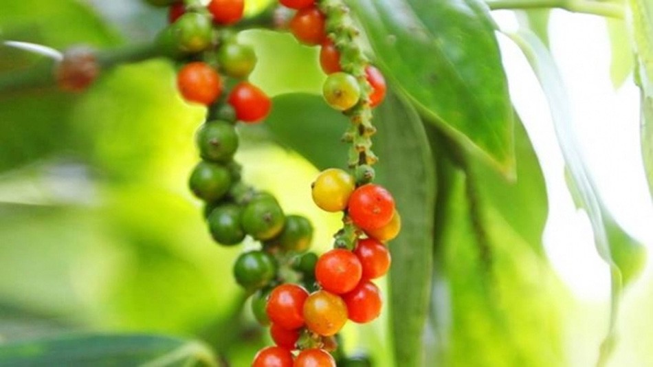 Giá nông sản hôm nay ngày 9/6/2024: Giá tiêu nối tiếp đà tăng, hướng đến ký lục mới; nhãn Ido giảm giá Giá nông sản hôm nay ngày 9/6/2024: Giá tiêu nối tiếp đà tăng, hướng đến ký lục mới; nhãn Ido giảm giá