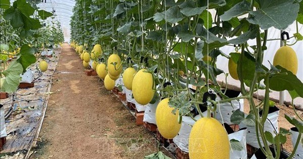 Giá nông sản hôm nay ngày 8/6/2024: Giá nông sản hôm nay ngày 8/6/2024: