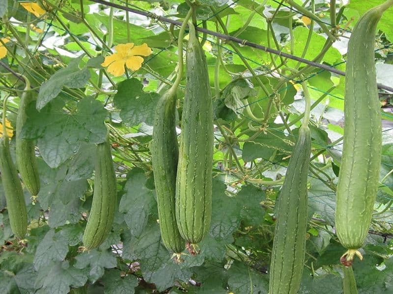 Giá nông sản hôm nay ngày 8/6/2024: Giá nông sản hôm nay ngày 8/6/2024: