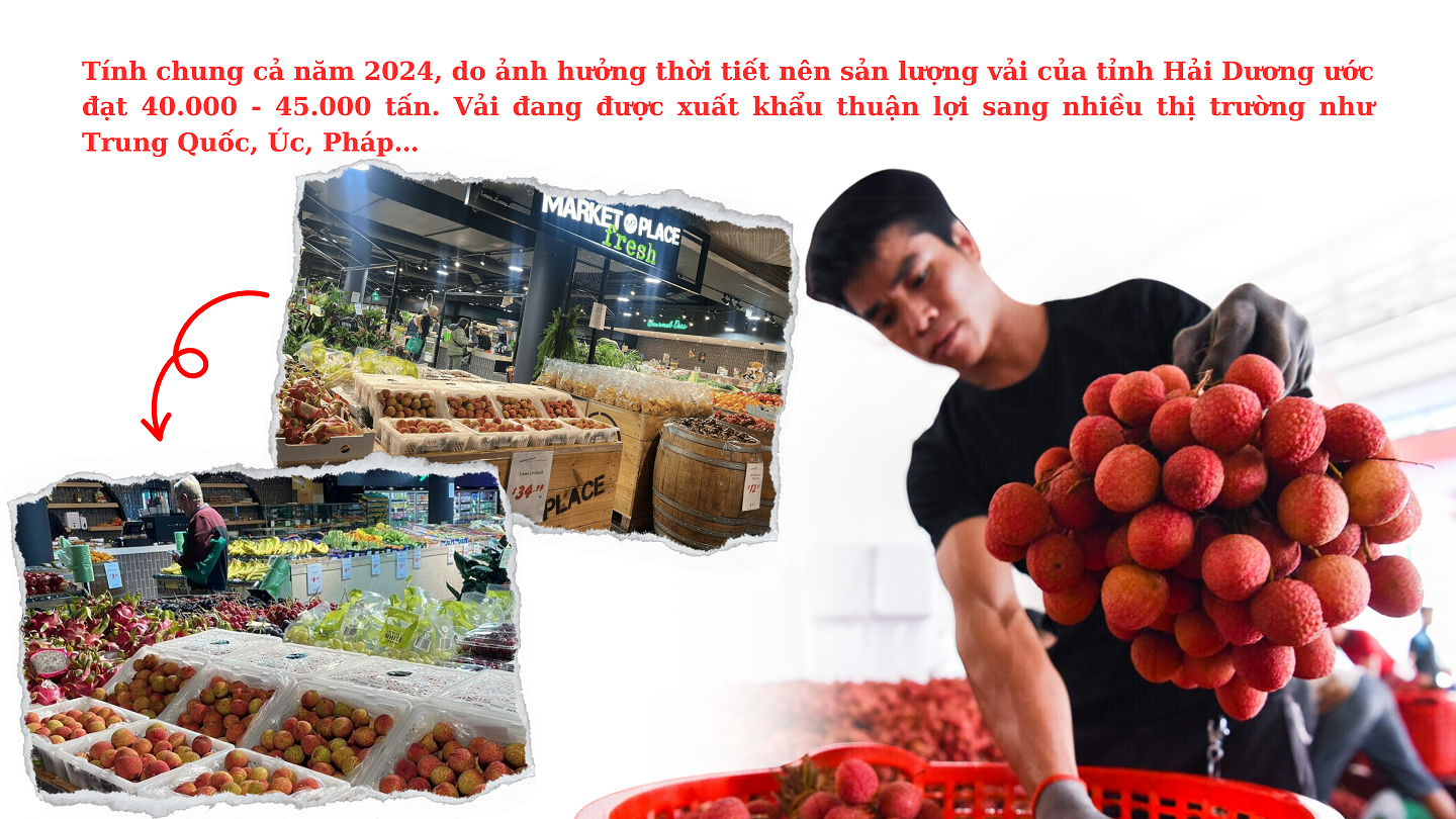 Longform | Kỳ vọng một mùa vải “ngọt” Longform | Kỳ vọng một mùa vải “ngọt”