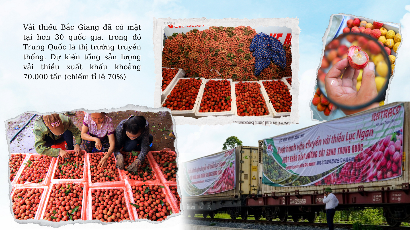 Longform | Kỳ vọng một mùa vải “ngọt” Longform | Kỳ vọng một mùa vải “ngọt”