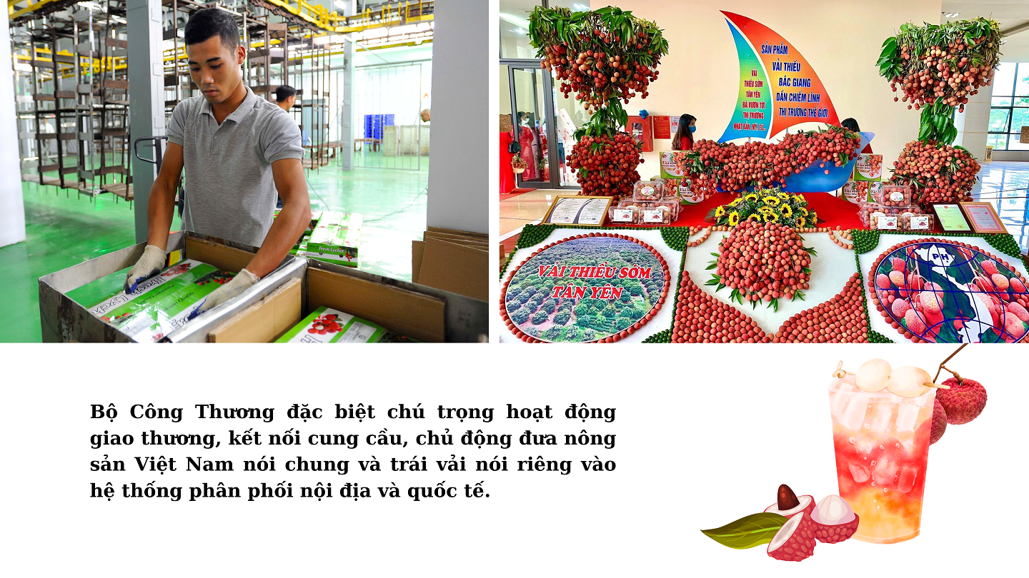 Longform | Kỳ vọng một mùa vải “ngọt” Longform | Kỳ vọng một mùa vải “ngọt”