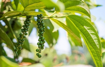 Giá hồ tiêu tăng sốc, doanh nghiệp xuất khẩu lo thiếu hụt hàng