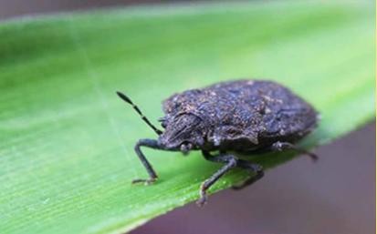 Nhiều người đổ xô đi tìm mua bọ xít đen Nhiều người đổ xô đi tìm mua bọ xít đen