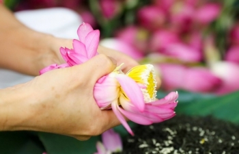 Cận cảnh quy trình làm trà sen đầy công phu, tinh tế của người Hà Nội