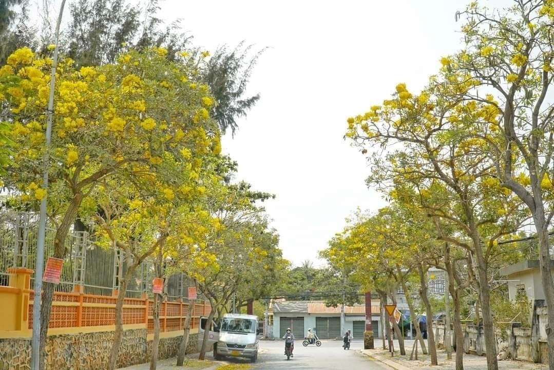 Không khó để bắt gặp những con đường hoa đẹp mê hồn tại TP. Vũng Tàu - Ảnh: UPC Green. Không khó để bắt gặp những con đường hoa đẹp mê hồn tại TP. Vũng Tàu - Ảnh: UPC Green.