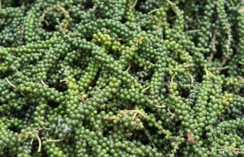 Lý do giá hồ tiêu nội địa “bốc hơi” 21.000 đồng/kg?