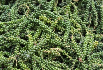 Dự báo giá tiêu ngày 25/7/2024: Quay đầu lao dốc, rời mốc 150.000 đồng/kg