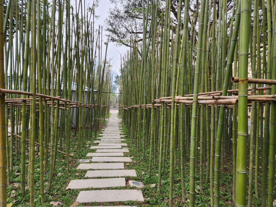 cây xanh công viên cây xanh công viên