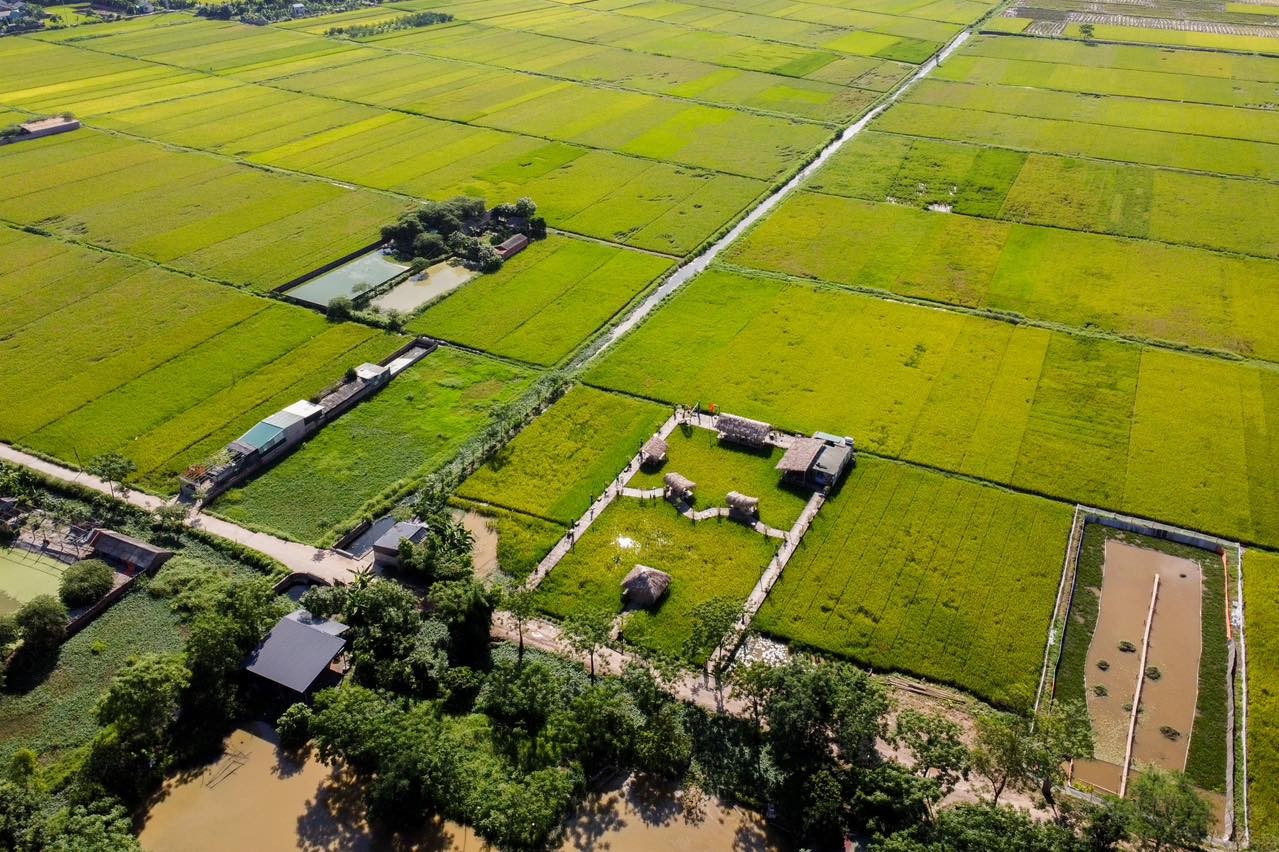 Độc lạ quán cà phê ruộng lúa chữa lành cực chill ngay ở Hà Nội Độc lạ quán cà phê ruộng lúa chữa lành cực chill ngay ở Hà Nội