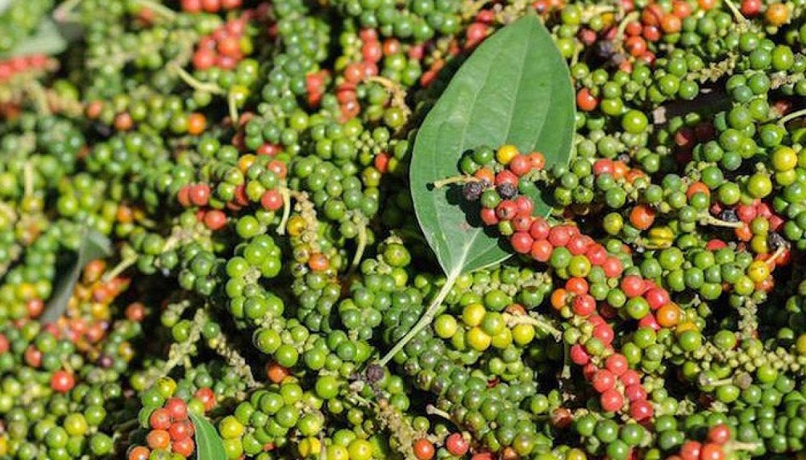 xuất khẩu sang Trung Quốc đã phục hồi mạnh mẽ trong tháng 5 xuất khẩu sang Trung Quốc đã phục hồi mạnh mẽ trong tháng 5