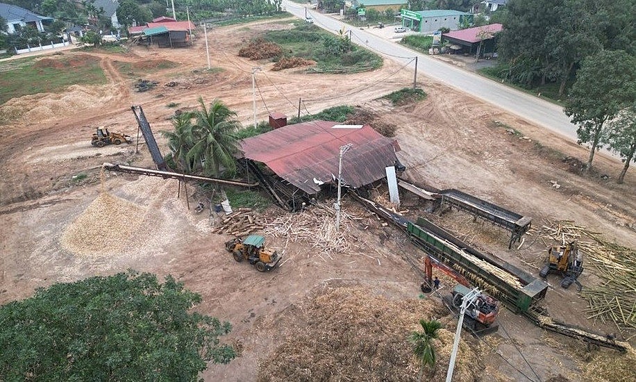 Thanh Hóa: Tranh dành nguyên liệu keo và những hệ lụy buồn
