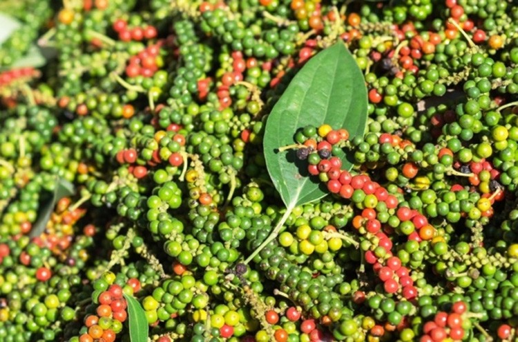 Dự báo giá tiêu ngày 16/6/2024: Nối tiếp đà giảm? Dự báo giá tiêu ngày 16/6/2024: Nối tiếp đà giảm?