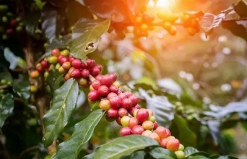 Điểm mặt những yếu tố khiến giá cà phê sụt giảm?