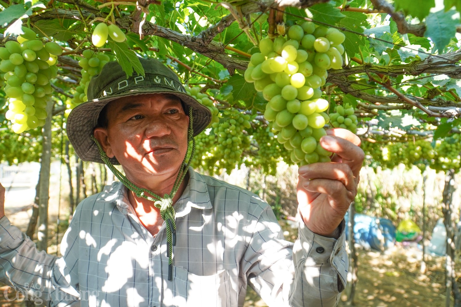 Ninh Thuận và Hà Lan ký bản ghi nhớ hợp tác về nông nghiệp Ninh Thuận và Hà Lan ký bản ghi nhớ hợp tác về nông nghiệp