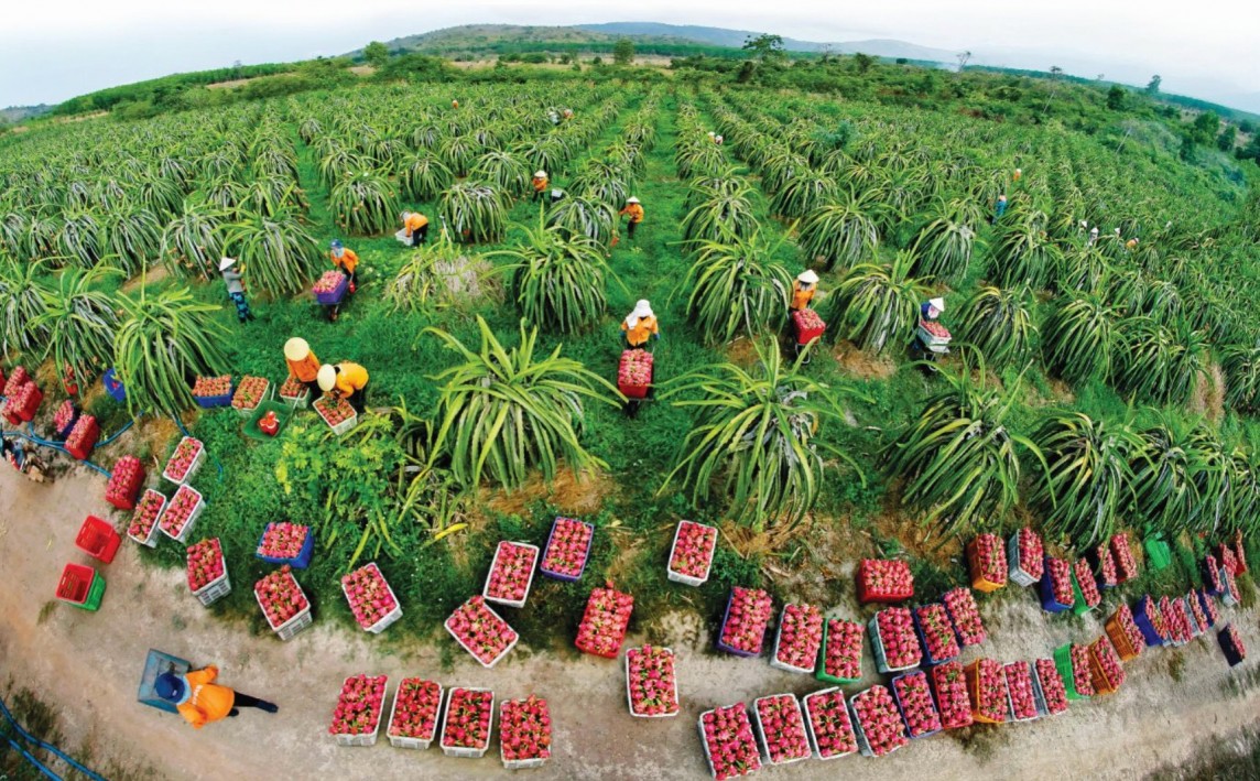 Đẩy mạnh quảng bá, phát triển thị trường tiêu thụ nông sản Bình Thuận Đẩy mạnh quảng bá, phát triển thị trường tiêu thụ nông sản Bình Thuận