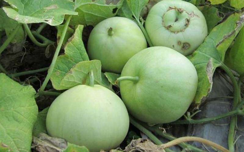 Giá nông sản hôm nay ngày 21/6/2024: Giá tiêu tăng nhẹ tại miền Đông Nam Bộ; quýt Úc nhập khẩu giá rẻ Giá nông sản hôm nay ngày 21/6/2024: Giá tiêu tăng nhẹ tại miền Đông Nam Bộ; quýt Úc nhập khẩu giá rẻ