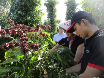 Dự báo giá cà phê ngày 22/6/2024: Giá cà phê có tiếp tục tăng sốc?