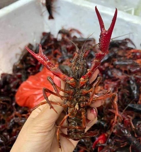 Tổng cục Hải quan nói gì về việc nhập khẩu tôm hùm đất? Tổng cục Hải quan nói gì về việc nhập khẩu tôm hùm đất?