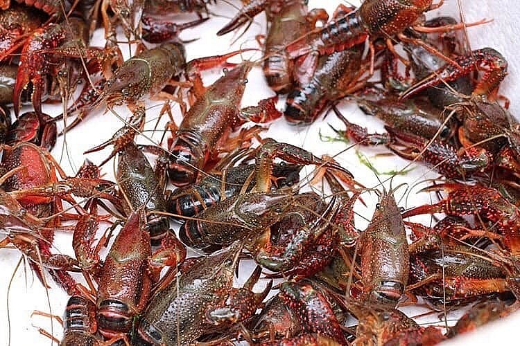 tôm hùm đất được xếp vào danh mục loài ngoại lai có nguy cơ xâm hại