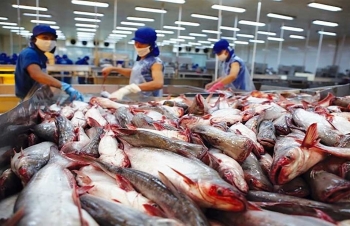 Xuất khẩu cá tra Việt: Phile cá tra đông lạnh vẫn là