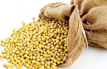 Nhập khẩu đậu tương của Việt Nam: Tăng lượng, giảm giá