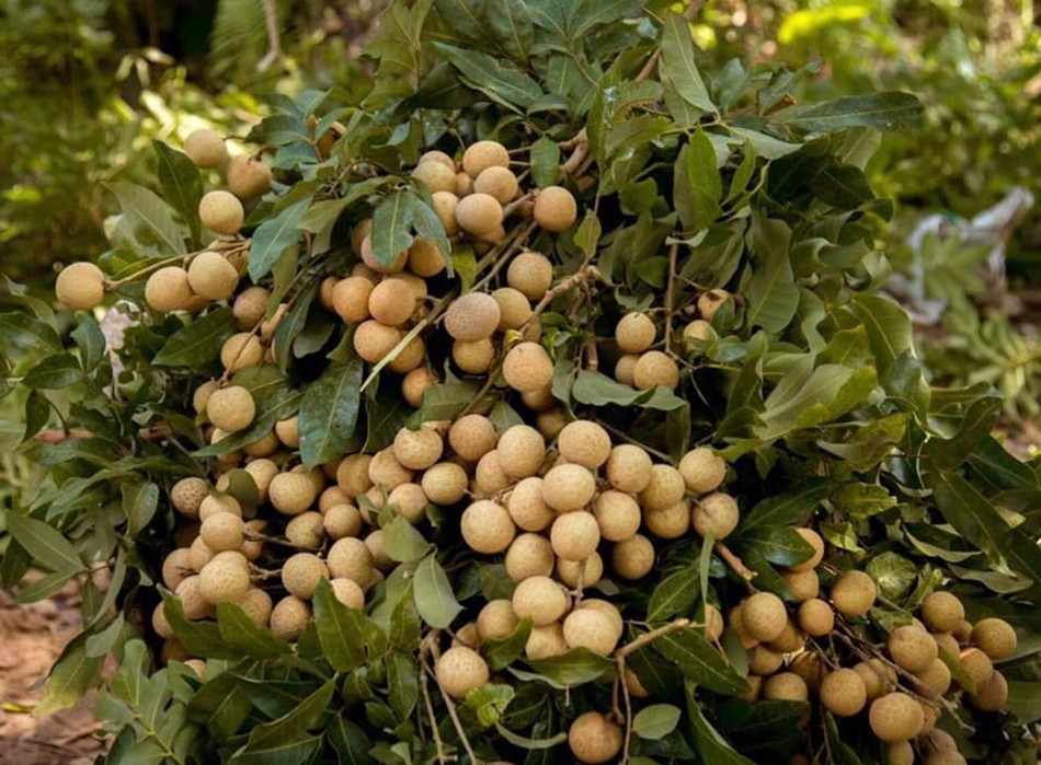 Giá nông sản hôm nay ngày 25/6/2024: Giá sầu riêng đảo chiều tăng nhẹ; giá mít Thái xuống mức thấp kỷ lục Giá nông sản hôm nay ngày 25/6/2024: Giá sầu riêng đảo chiều tăng nhẹ; giá mít Thái xuống mức thấp kỷ lục