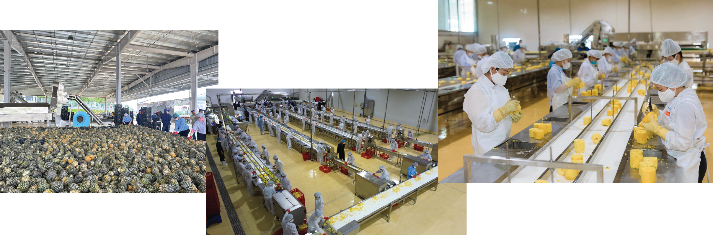 Longform | Đầu tư chế biến sâu: Mở “cánh cửa” tiêu thụ bền vững cho nông sản Sơn La Longform | Đầu tư chế biến sâu: Mở “cánh cửa” tiêu thụ bền vững cho nông sản Sơn La