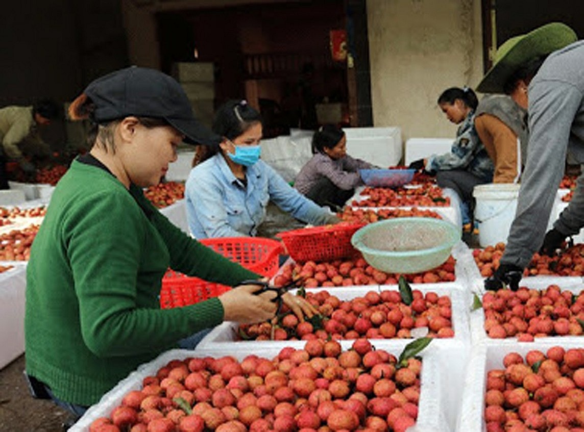 Bắc Giang: Thu hơn 5.775 tỷ đồng từ quả vải thiều Bắc Giang: Thu hơn 5.775 tỷ đồng từ quả vải thiều