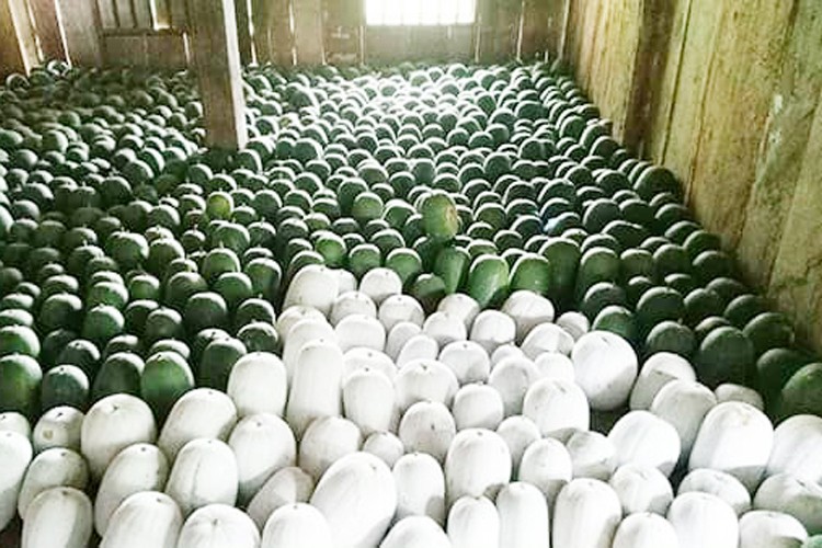 Giá nông sản hôm nay ngày 27/6/2024: Giá tiêu tăng mạnh; bí xanh thơm Bắc Kạn vào vụ giá 20.000 đồng/kg Giá nông sản hôm nay ngày 27/6/2024: Giá tiêu tăng mạnh; bí xanh thơm Bắc Kạn vào vụ giá 20.000 đồng/kg