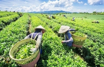Xuất khẩu chè: Nhu cầu mới và cơ hội cho 