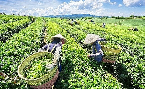 thị trường chè Việt Nam đang chứng kiến sự thay đổi mạnh mẽ về sản phẩm thị trường chè Việt Nam đang chứng kiến sự thay đổi mạnh mẽ về sản phẩm