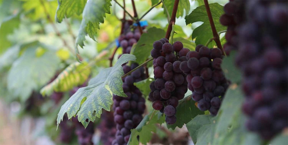 Giá nông sản hôm nay ngày 28/6/2024: Giá tiêu tăng mạnh; vải thiều cao gấp 3 lần năm ngoái Giá nông sản hôm nay ngày 28/6/2024: Giá tiêu tăng mạnh; vải thiều cao gấp 3 lần năm ngoái