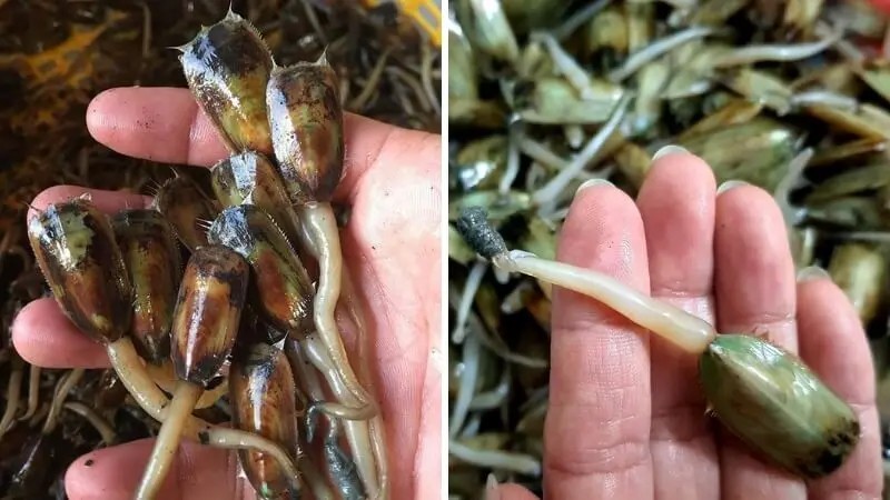 Đặc sản Hải Phòng: Giá bể xào - món ăn cần sự kiên nhẫn Đặc sản Hải Phòng: Giá bể xào - món ăn cần sự kiên nhẫn